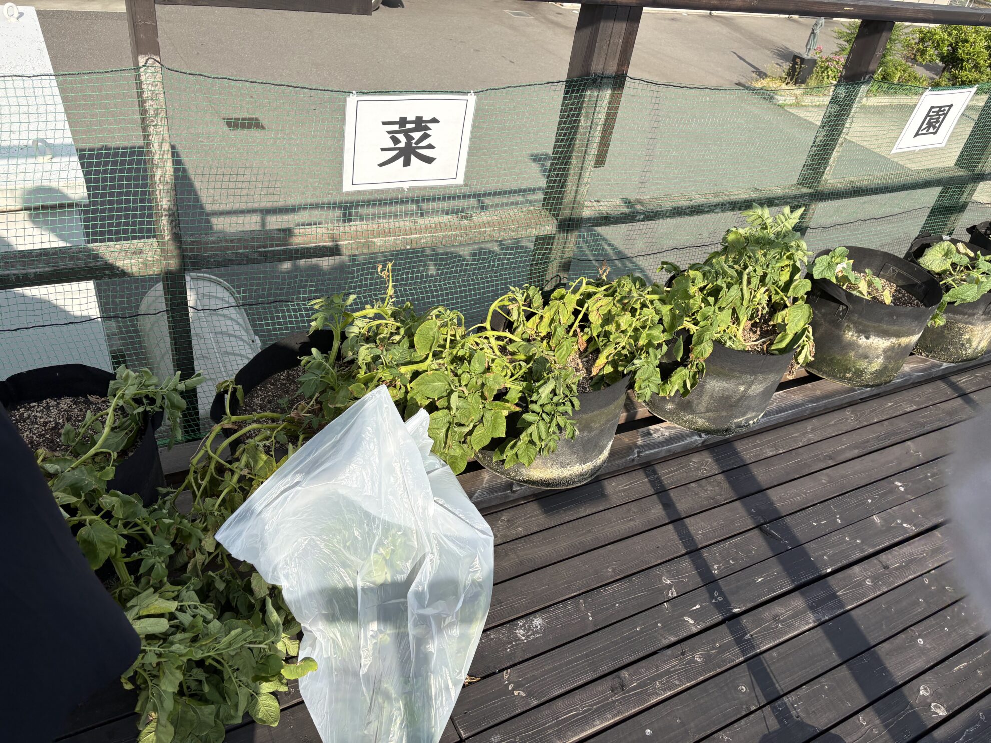 江東菜園でじゃがいも掘りを行いました！